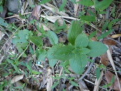Spermacoce latifolia