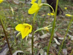 Diuris behrii