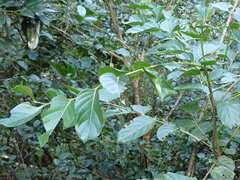 Glochidion zeylanicum