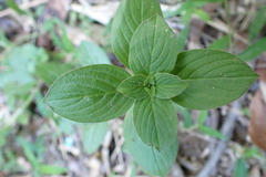 Spermacoce latifolia