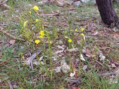Diuris behrii