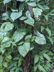 Syngonium
