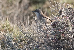 Curruca melanocephala