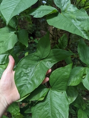 Syngonium