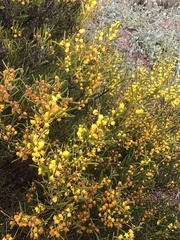 Acacia sclerophylla