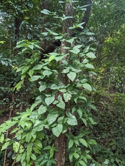 Syngonium