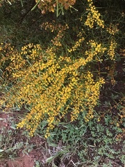 Acacia sclerophylla