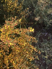 Acacia sclerophylla