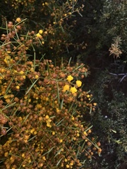 Acacia sclerophylla
