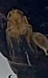 Ectobius pallidus