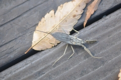 Laccotrephes japonensis