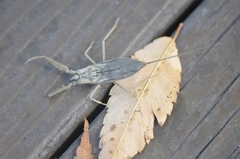 Laccotrephes japonensis