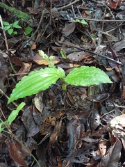 Liparis andringitrana