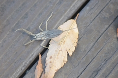 Laccotrephes japonensis