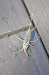 Laccotrephes japonensis