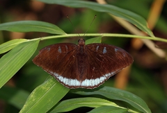 Tanaecia whiteheadi