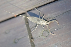 Laccotrephes japonensis