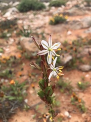 Chlorophytum crassinerve
