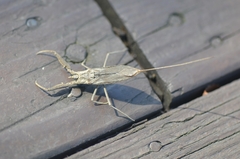 Laccotrephes japonensis