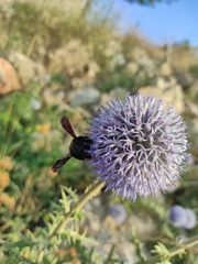 Xylocopa valga