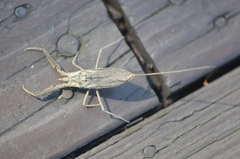 Laccotrephes japonensis