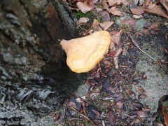 Laetiporus conifericola