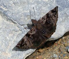 Noctuana haematospila