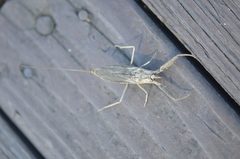 Laccotrephes japonensis