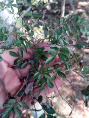 Diospyros