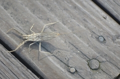 Laccotrephes japonensis