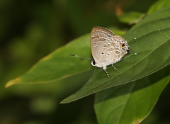 Sinthusa chandrana