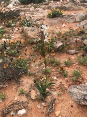 Chlorophytum crassinerve