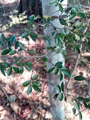 Diospyros