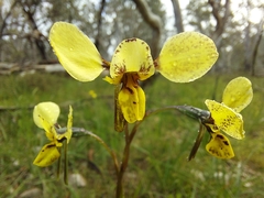 Diuris × palachila