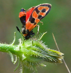 Zygaena fausta