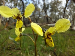 Diuris × palachila