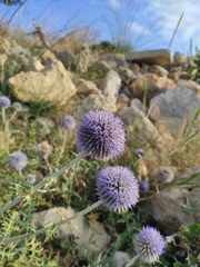 Echinops