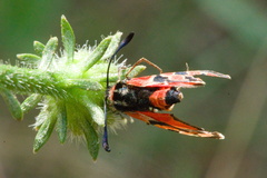 Zygaena fausta