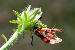 Zygaena fausta