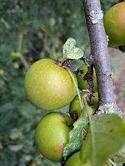 Malus sylvestris