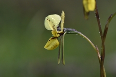 Diuris × palachila