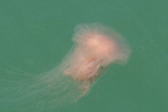 Scyphozoa
