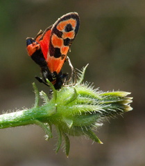 Zygaena fausta