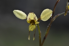 Diuris × palachila