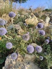 Echinops