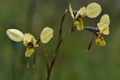 Diuris × palachila