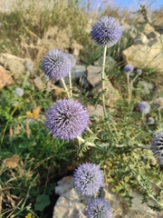 Echinops
