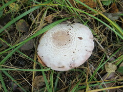 Agaricus sylvaticus
