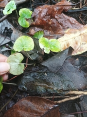 Geophila repens