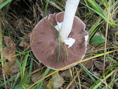 Agaricus sylvaticus